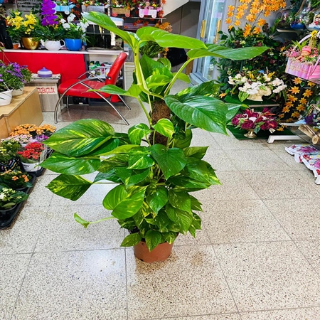 Saksı Çiçeği Sarmaşık Boylu